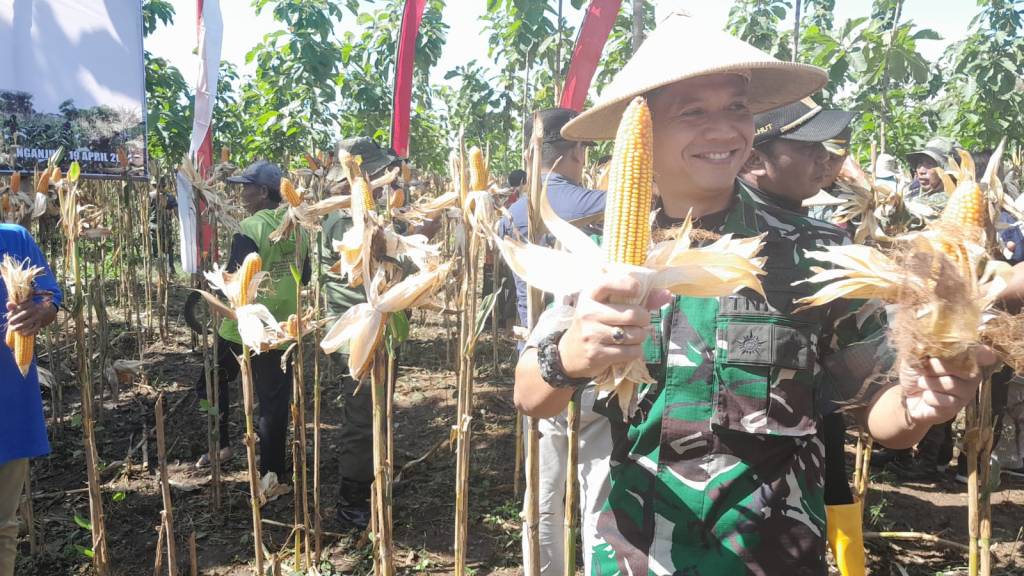 Wujudkan Peran Serta Ketahanan Pangan Juga Bagian Motivasi Petani, TNI AD Panen Jagung 90&nbsp;Hektare