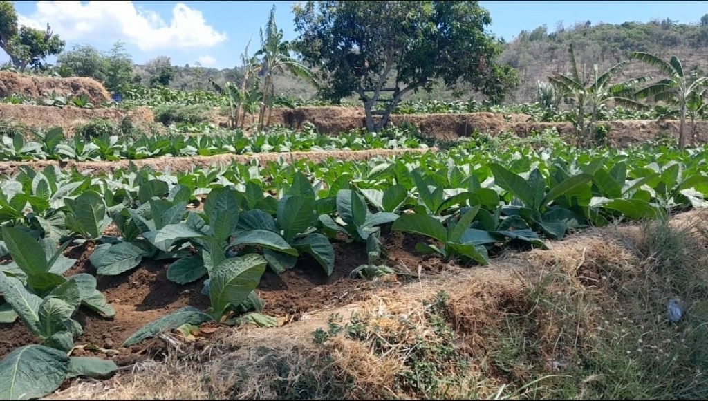 Petani Mulai Panen Tembakau Di Desa&nbsp;Parang